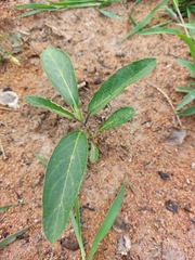 Solanum campylacanthum