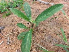Solanum campylacanthum