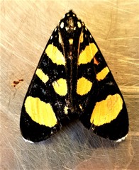 Heraclia africana