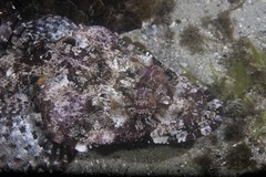 Thysanophrys cirronasus