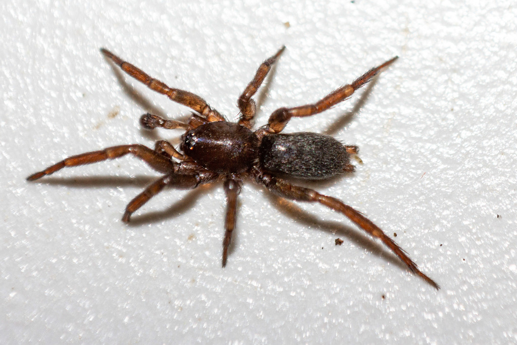 Avstroneulanda robertsi
