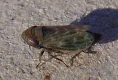 Deltocephalus pulicaris