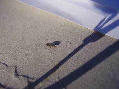 Deltocephalus pulicaris