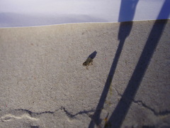Deltocephalus pulicaris