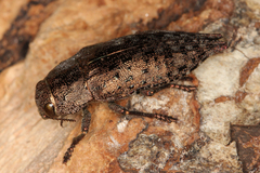 Dicerca berolinensis