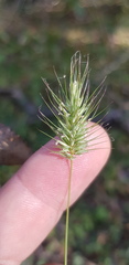 Echinopogon nutans