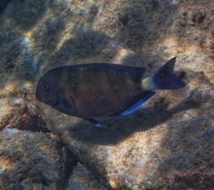 Acanthurus tractus
