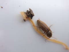 Agriotes lineatus
