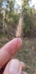 Echinopogon nutans