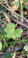 Hydrocotyle acutiloba