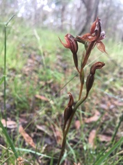 Pterostylis rufa