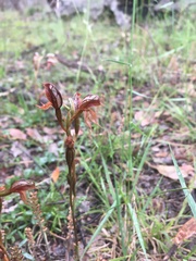 Pterostylis rufa