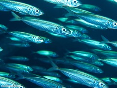 Trachurus picturatus