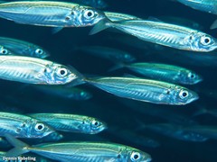 Trachurus picturatus