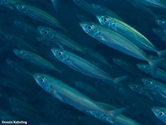 Trachurus picturatus