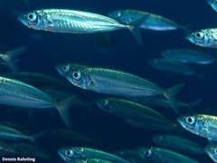 Trachurus picturatus