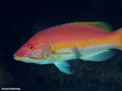 Bodianus scrofa