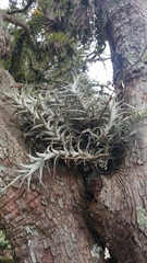 Tillandsia incarnata