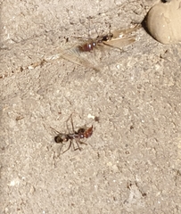Iridomyrmex purpureus