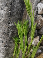 Epilobium ciliatum