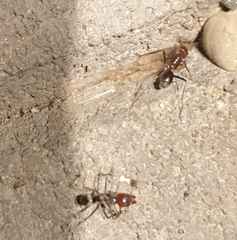 Iridomyrmex purpureus