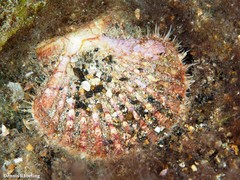 Pecten jacobaeus