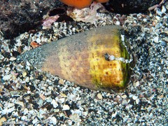 Conus canariensis