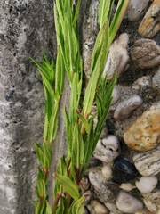 Epilobium ciliatum