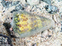 Conus canariensis