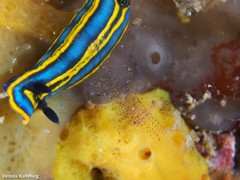 Periclimenes scriptus