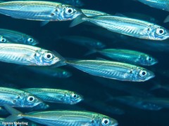 Trachurus picturatus