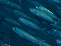 Trachurus picturatus