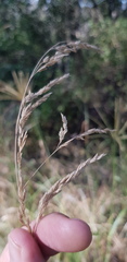 Poa sieberiana