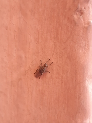 Tapeigaster annulipes