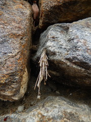 Canephora hirsuta