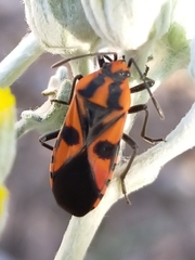 Spilostethus pacificus
