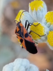 Spilostethus pacificus