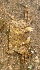 Grapsus tenuicrustatus