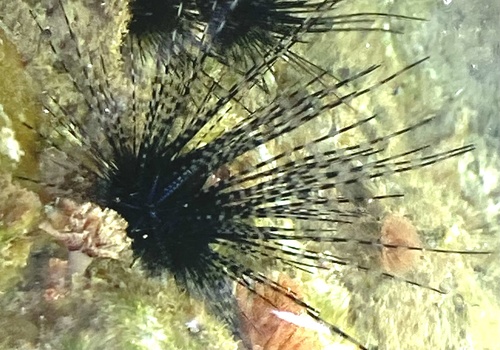Black Longspine Urchin, photo 9 of 10