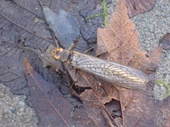 Hesperoperla pacifica