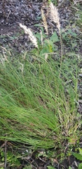 Rytidosperma longifolium