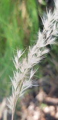 Rytidosperma longifolium