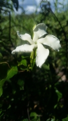 Echites umbellatus