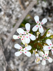 Stylidium guttatum