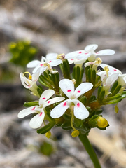 Stylidium guttatum