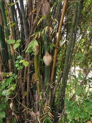 Bambusa dolichoclada