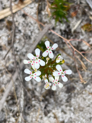 Stylidium guttatum
