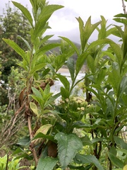 Baccharis sphaerocephala