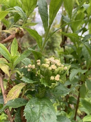 Baccharis sphaerocephala