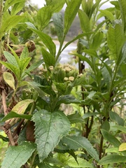 Baccharis sphaerocephala